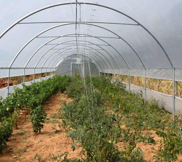 Hamide Shurdhaj I.B. (Bio Farm Demi)