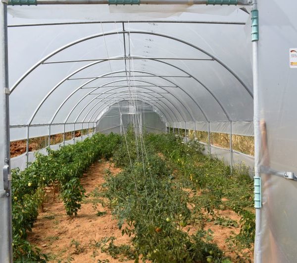 Hamide Shurdhaj I.B. (Bio Farm Demi)