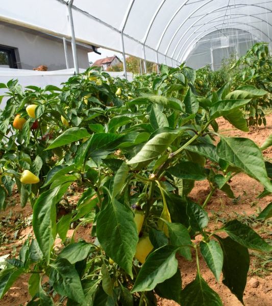Hamide Shurdhaj I.B. (Bio Farm Demi)