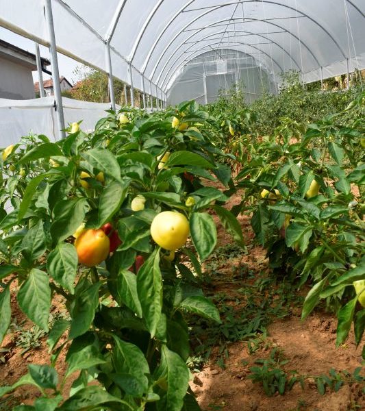 Hamide Shurdhaj I.B. (Bio Farm Demi)