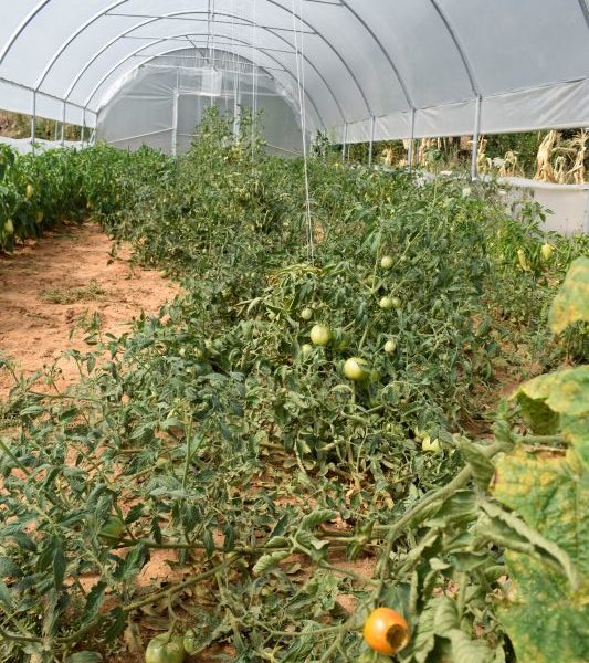 Hamide Shurdhaj I.B. (Bio Farm Demi)